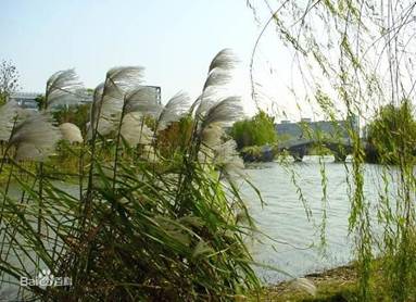 芦花荡 芦花荡